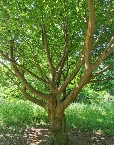 Baum Schlossgarten für TaoYoga Basis